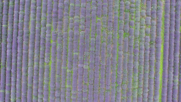 Top down View Lavender Field Purple Flowers Beautiful Agriculture. alt