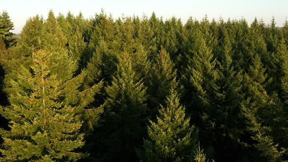 Sunrise over a pine forest from the air