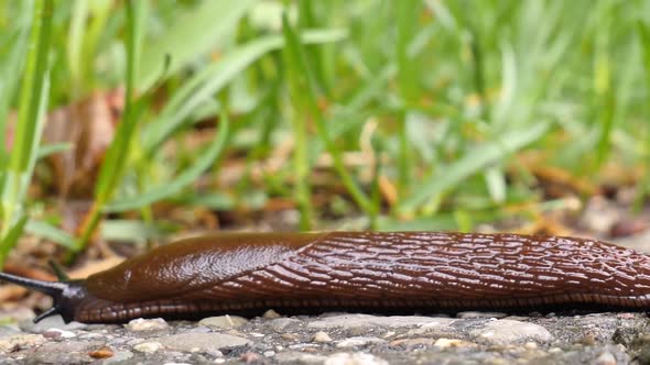 A brown slug creeps from the right side over a gravel road and exits on the left side, macro shot, e alt