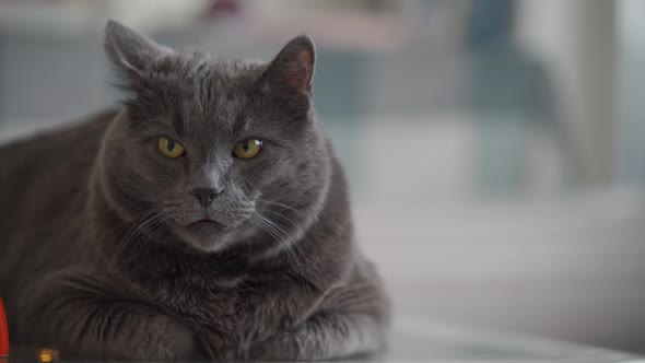 Big Gray Cat with Yellow Eyes Sitting on the Wooden Table Face of an Adult Gray Cat Closeup alt