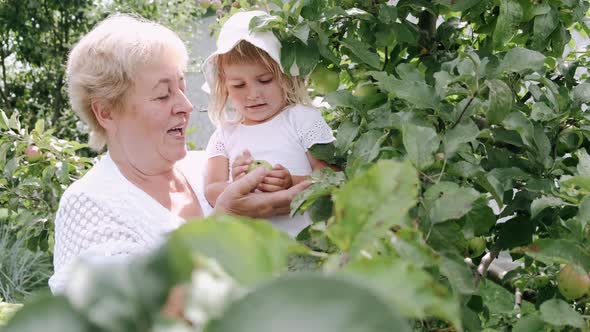 Grandmother Holding Granddaughter Picking Apple From Tree in Sunny Garden alt