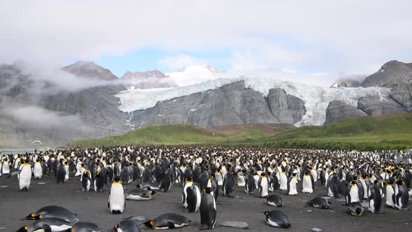 King Penguins Colony in South Georgia