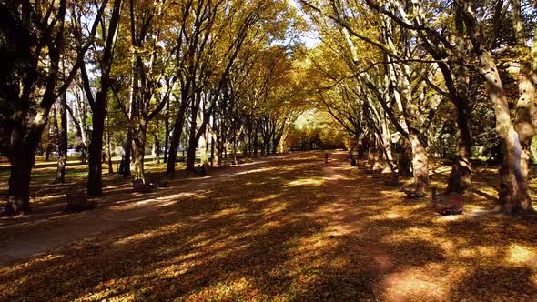 Aerial drone view of a flying in the autumn park. Autumn leaves on a park path. alt