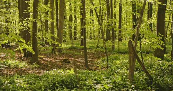 Sunlight Gently Beaming Down the Lush Green Forest Foliage in Denmark alt