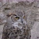 Horned Owl - VideoHive Item for Sale
