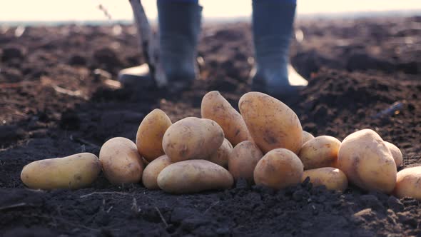 Farmer Digging Up the Potatoes Crop alt