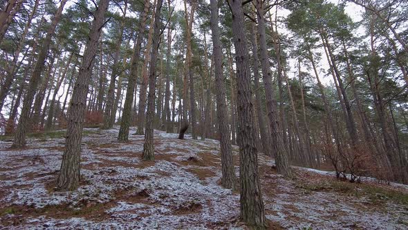 Winter Forest