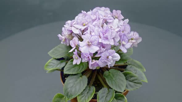 Violet Flowers - 4K alt