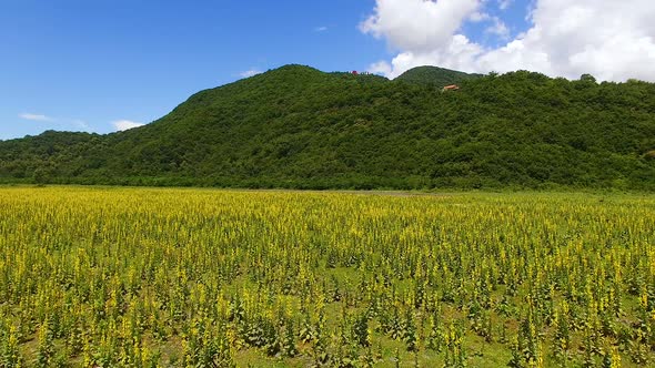 Aerial view panorama of green valley with plants and mountain on background alt