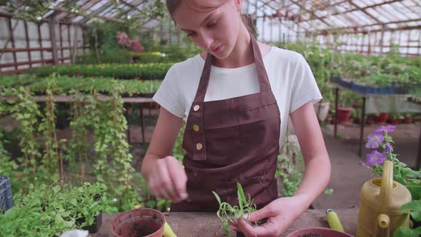 A Young Girl in an Apron Works in a Greenhouse and Transplants Annual Plants and Flowers