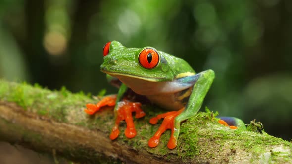 Red-eyed Tree Frog in its Natural Habitat in the Caribbean Rainforest
