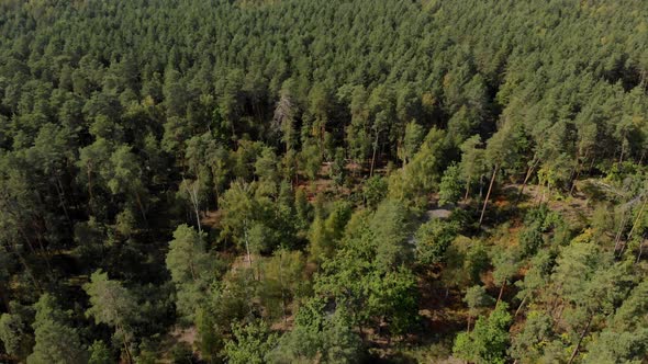 Aerial View of Green Forest