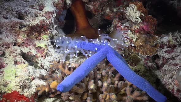 White Sea anemone catching blue starfish on coral reef at night wide angle shot and zoom in alt