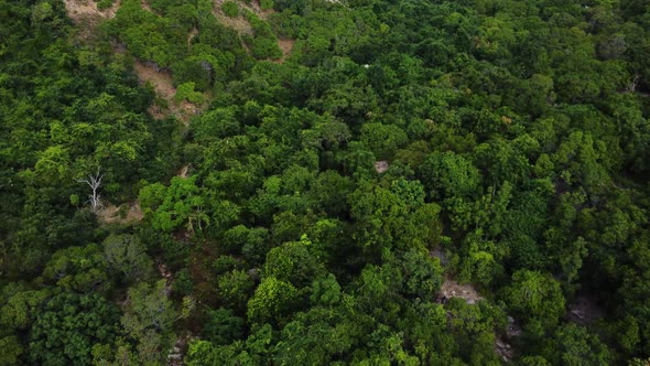 Aerial flyover tropical forest trees at Nui Chua National Park in Vietnam during sunny day alt