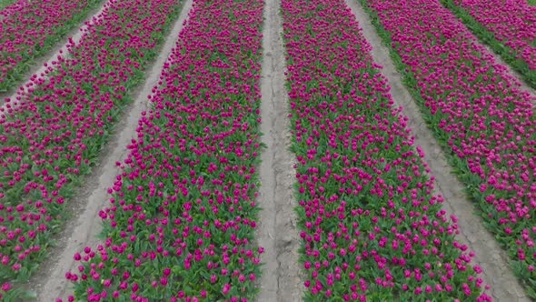 Lush Purple Tulips aligned in rows in northern Holland, Low pass aerial. alt