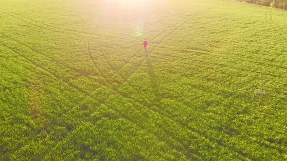 Aerial View Farmer in a Green Wheat Field Inspects the Harvest alt