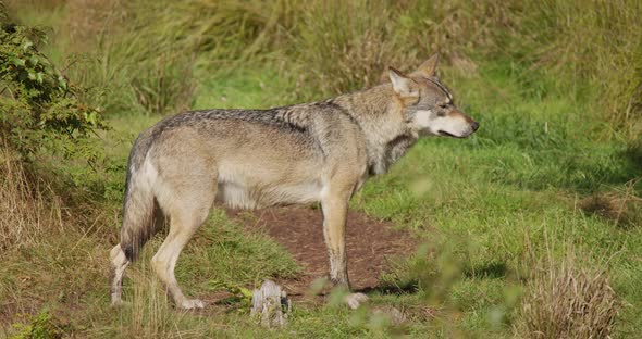 One Large Adult Grey Wolf Walking Around in the Grass a Sunny Day