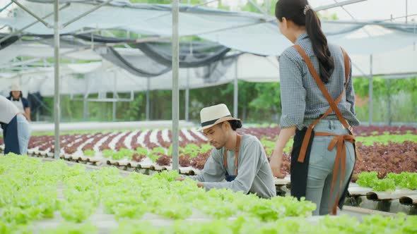 Asian farmers couple work in vegetables hydroponic farm with happiness. alt