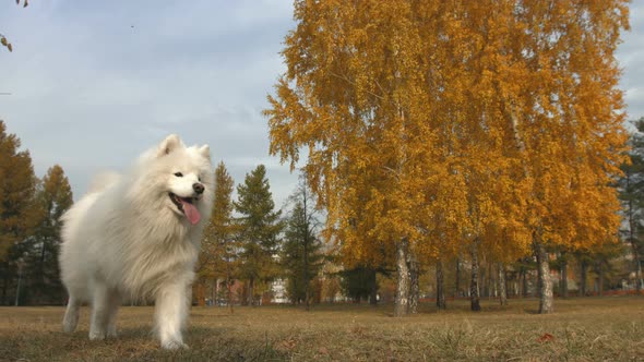 Samoyed Dog Walks in Park.
