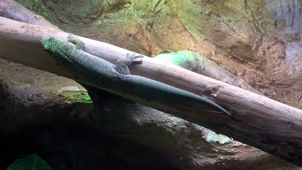 Madagascar giant day gecko (phelsuma grandis) 