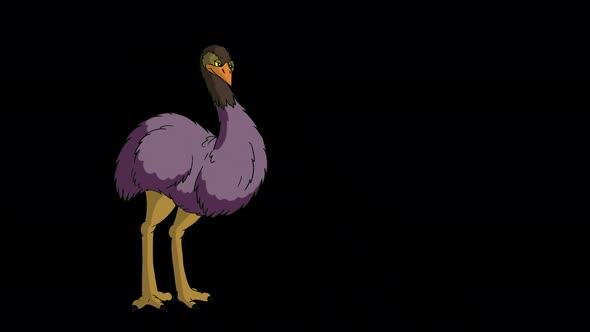The ostrich stands in full growth and looks around alpha matte 4K
