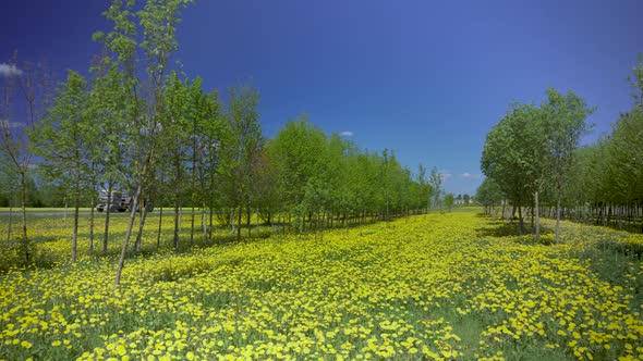 Yellow field of dandelions on green grass in a grove