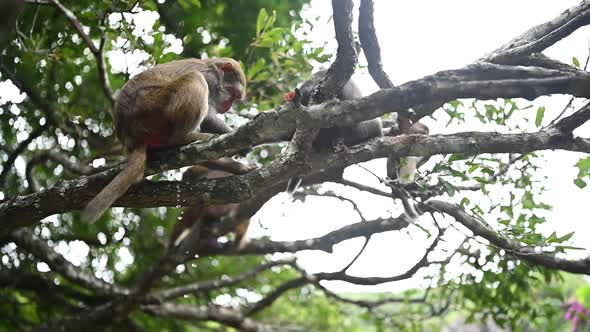 Babies Red Face Monkeys Rhesus Macaque Playing and Pissing From Tree Branch in Tropical Nature Park
