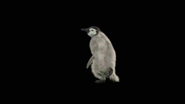 Penguin Dancing HD alt