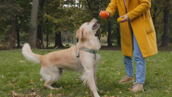 Close Up of Woman Playing with Her French Retriever Outdoors alt