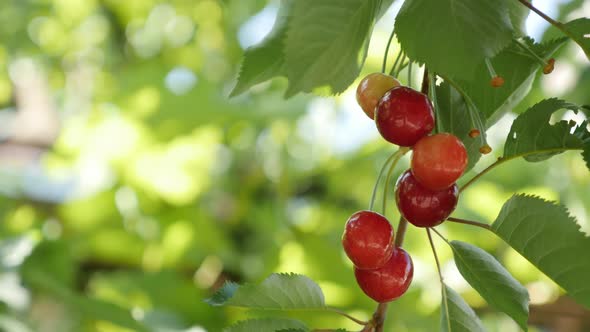 Orchard of Prunus avium with tasty fruit 4K 2160p 30fps UltraHD footage - Juicy red cherries on tree alt