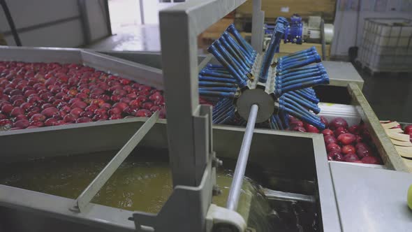 Automatic Washing of Apples in Production