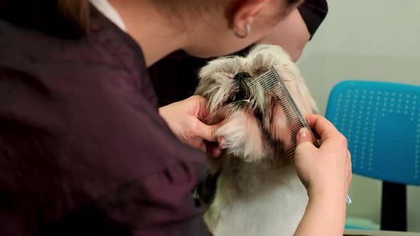 A Female Hairdresser Cuts the Beard of a Small Shih Tzu Dog in a Grooming Salon alt