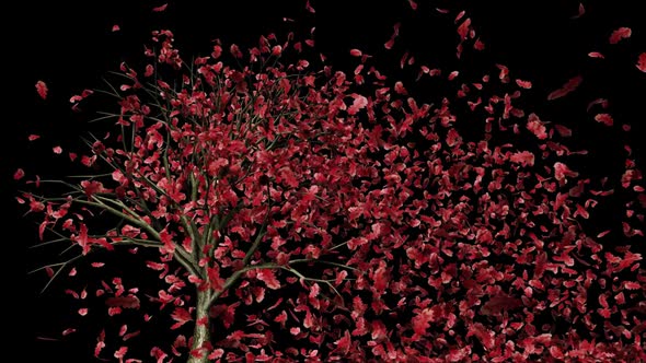 Falling leaves alpha transparent alt