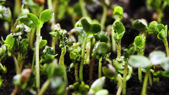 Time Lapse of Vegetable Seeds Growing or Sprouting From the Ground alt