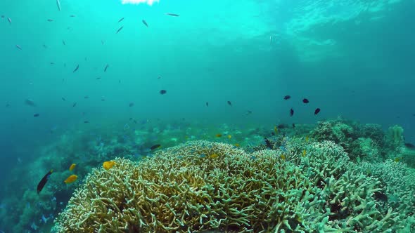 Coral Reef and Tropical Fish, Bohol, Philippines alt