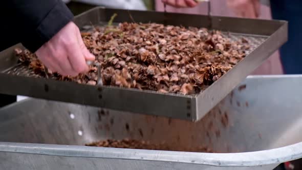 Man Sifts Nuts From Large Debris to Extract Cedar Nuts From Siberian Pine Cones