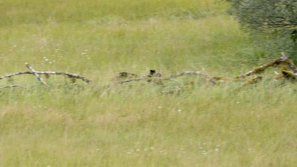 Black Bear Running In Grassland With Tall Grass Towards The Forest. - tracking shot alt