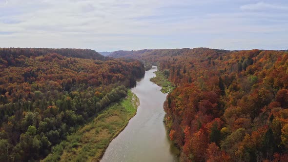 Smooth flight over a river surrounded by wonderful autumn colors of treetops of a forest: Drone shot alt