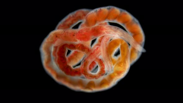 Worm Oligochaeta Limnodrilus Hoffmeisteri or Red Worm of the Naididae Family alt