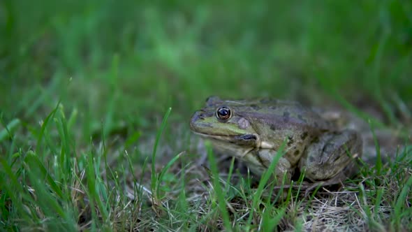 Slowly Large Green Toad Sits on the Grass. Swamp Toad Close-up alt