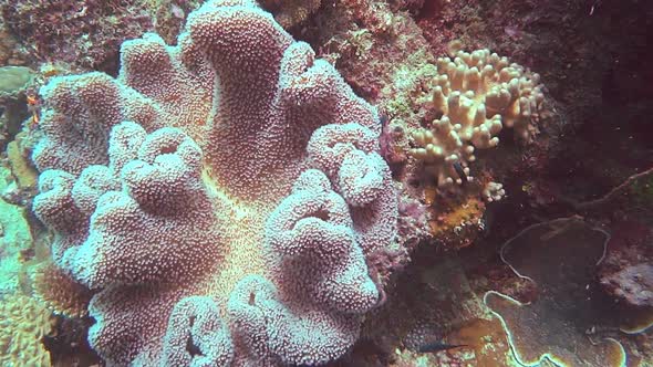 close up of a sarcopyhton sp, known as mushroom or leather coral on the great barrier reef alt