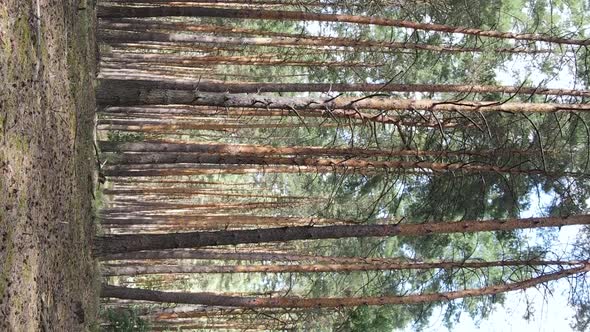 Vertical Video of a Wild Pine Forest Slow Motion alt