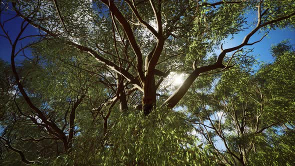 Eucaliptus in Australia Red Center alt