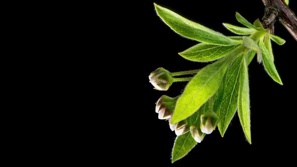 Time Lapse Blooming Spiraea alt