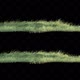 Rim Light Of Grass Swaying 2 Clip 4K - VideoHive Item for Sale