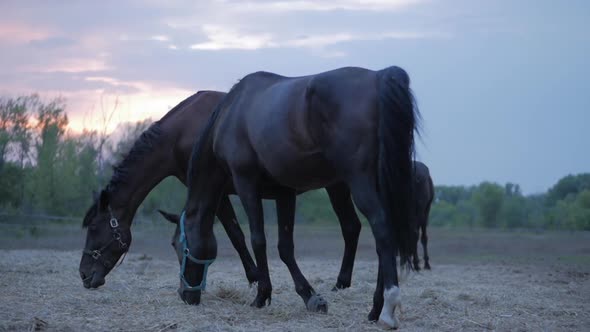 Beautiful Thoroughbred Horses Graze in the Meadow, Eat Grass. Animal Care alt