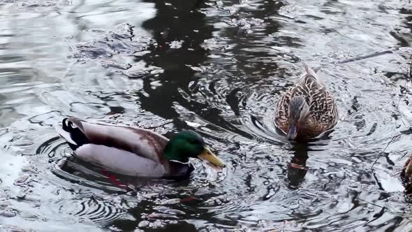 Mallard male, dappled female ducks eating on water