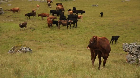 Cows Graze in a Meadow in the Mountains alt
