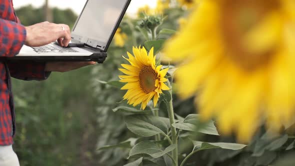 Business Man with a Computer in Her Hands on a Sunflower Plantation