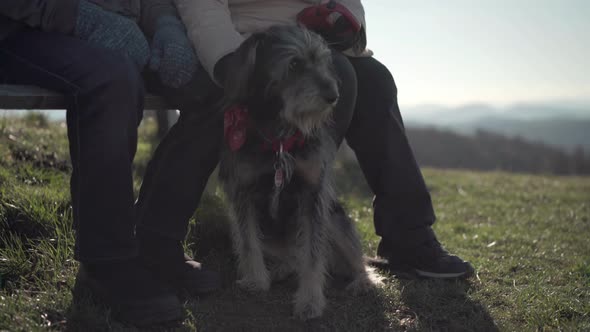 Closeup Senior Couple With Dog Outdoors